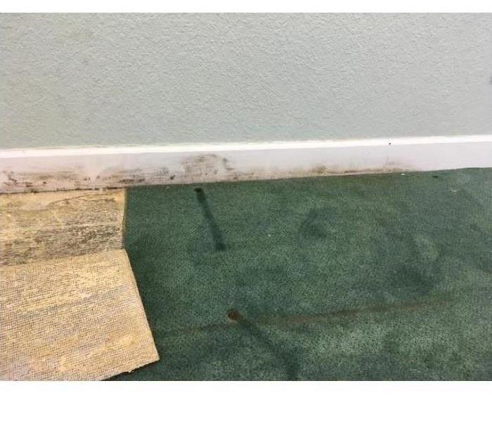 Mold growth on baseboards